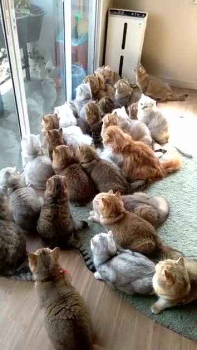 Big audience
