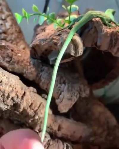 Natural reflex