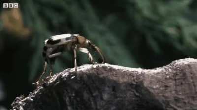 🔥 Bombardier Beetle Sprays Acid From Its Rear