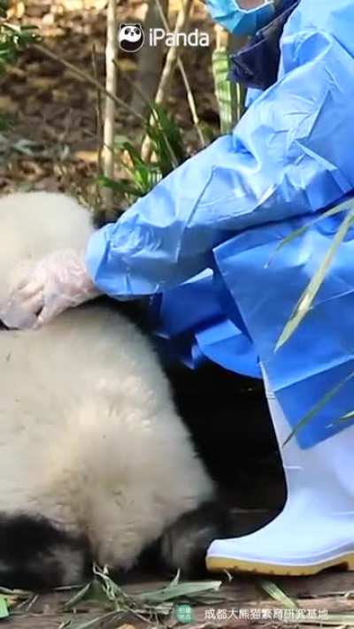 A panda a day keeps the sorrow away