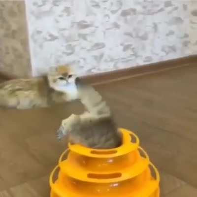 Kitty fits and sits