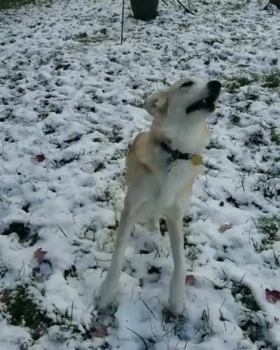 Boing! Boing! Boing! Sarah, the HOPPIEST dog ever 😍