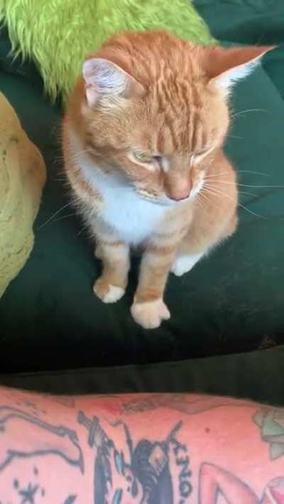 I&rsquo;ve been cat-sitting a very shy boy. Today I was chosen.