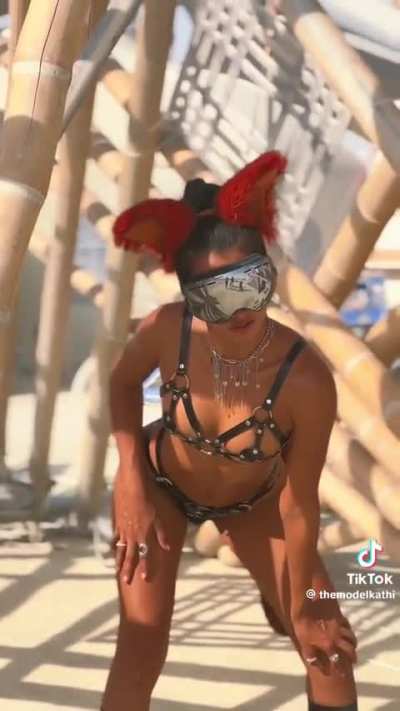 Animalia