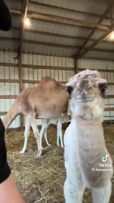 Baby camel says 