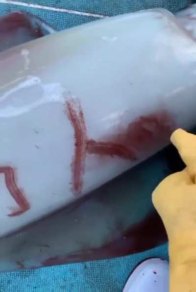 Squid&rsquo;s skin is reactive to touch 