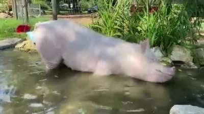 Esther taking a dip in her personal pool