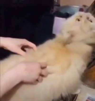 Racist Cat
