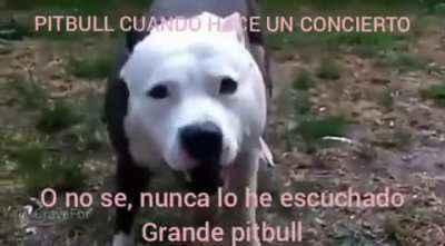 Grande Pitbull