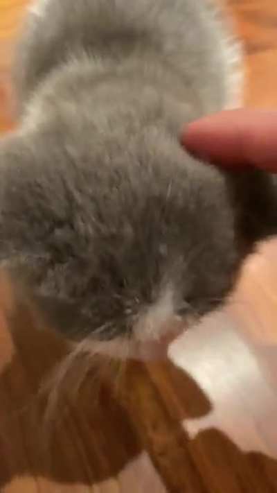 K-pop star Taemin just adopted a kitten, &lsquo;Kkoongie&rsquo;, and he has some pipes.