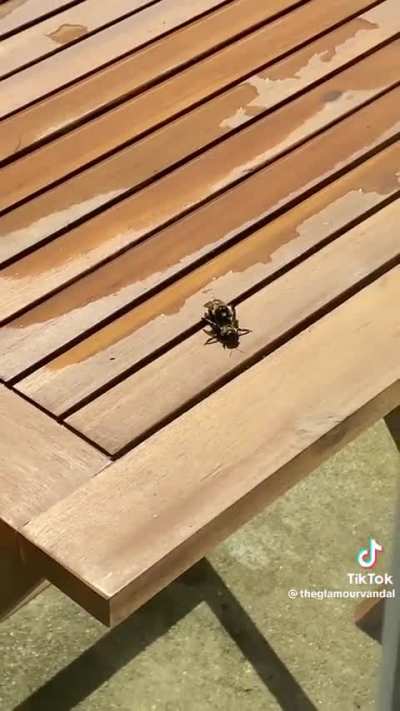 What are the "bees" in this tiktok actually doing?