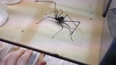 Thanks, i hate american whip spiders with arms