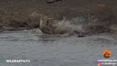 Crocodile Catches Cheetah.Imagine being one of the fastest animals in the world and STILL get caught slippin'