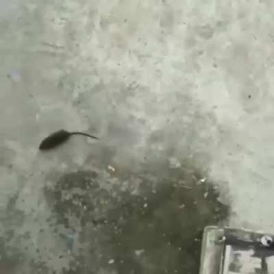 Casually observing rats relaxing in the snow