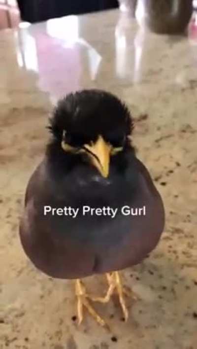 Meme para quem fala gringu&ecirc;s