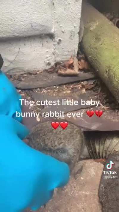 what a cute rabbit