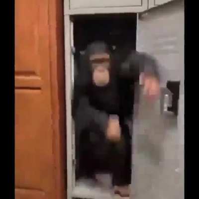 Monkey