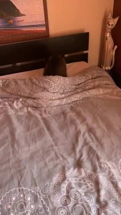 He&rsquo;s always waiting for me to make my bed to destroy it