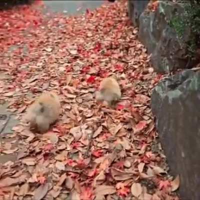 Two potatoes on a walk