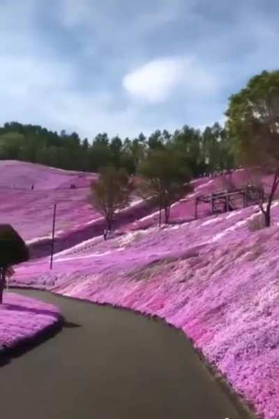 Flowery landscapes of Hokkaido, Japan