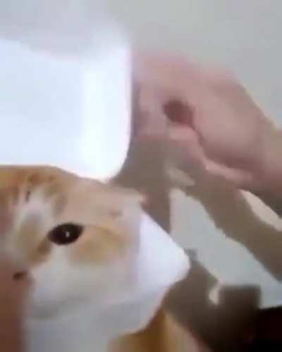cat burger (cat burger)