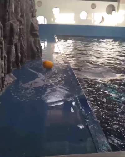 Beluga uses hydro blast to retrieve its toy.