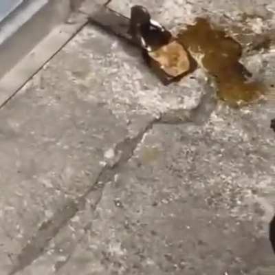 cagou no cadeado