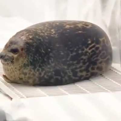 Forbidden potato