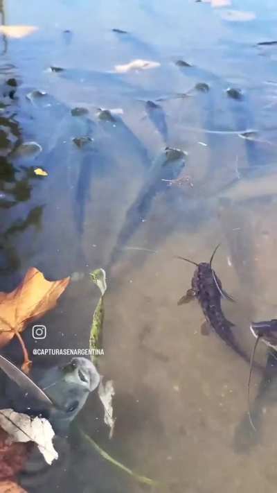 Una tarde (cualquiera) en el tigre...