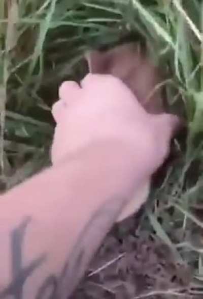 What a cute little pig...