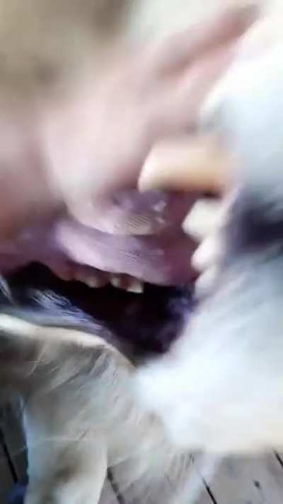 Miauw