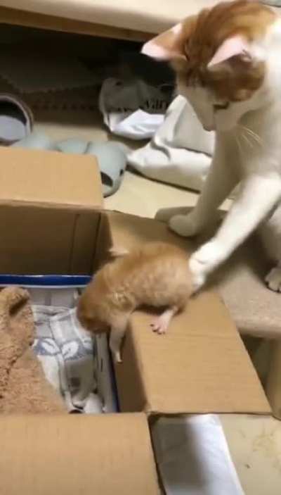 cat touch the kittien