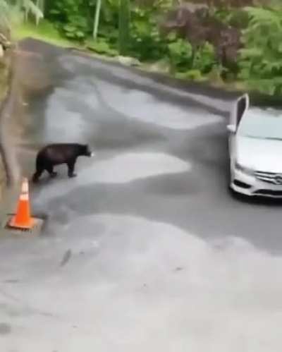 *Angry bear noises*