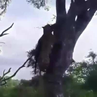 Leopard stealing a kill right out from under a hyena&rsquo;s nose