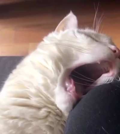 Sleepy cat