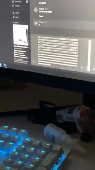 Kitten fascinated by the text it&rsquo;s typing 🐾