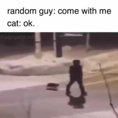 stray lore