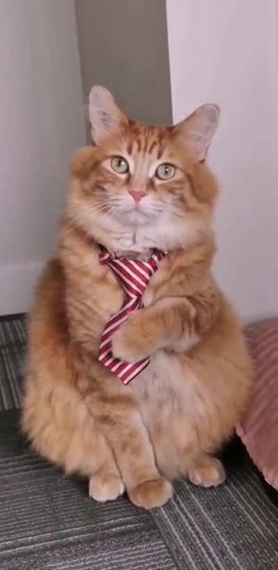 New Tie?