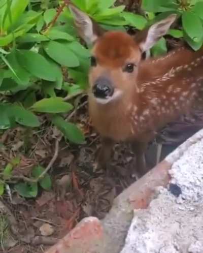 veado fofo