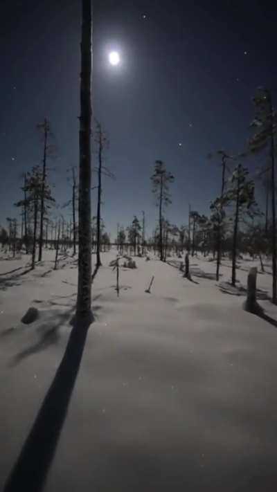 Moonlight shadows 