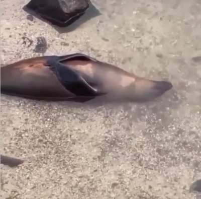 🔥 This seal has reached peak level of chill
