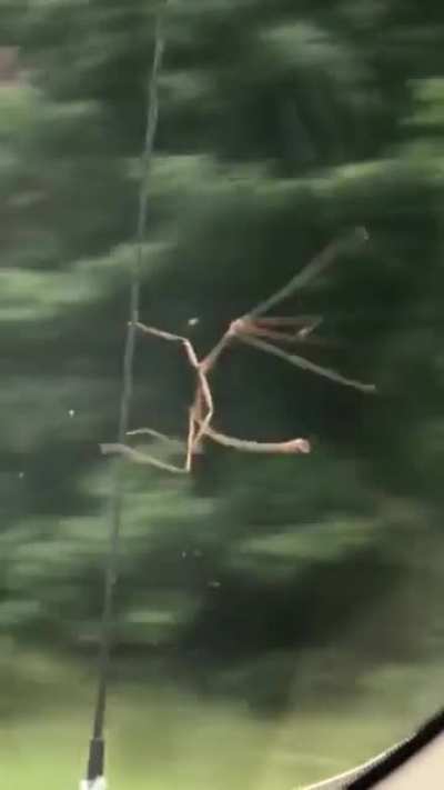 Seems like Slim's life really fell apart after "A Bug's Life" now he's hitching a ride just to get to places