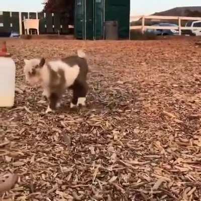 Tippy tap baby goat.