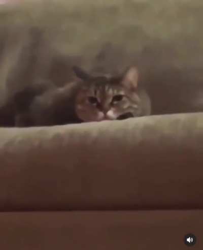Kitty resting