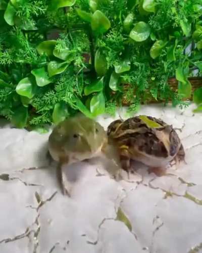 (frogs) rule