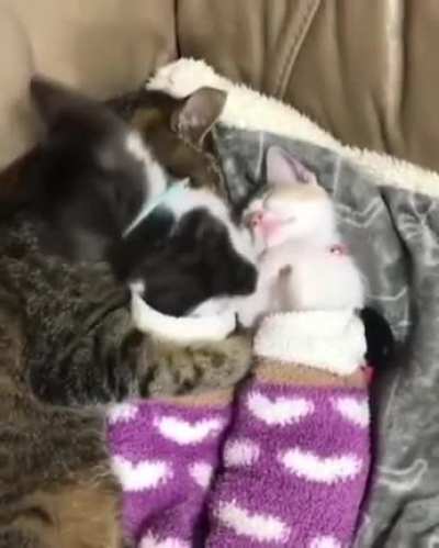 Purrfect Eyebleach