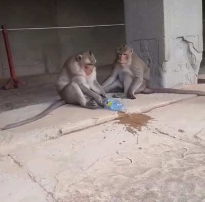 Monkey is being a asshole