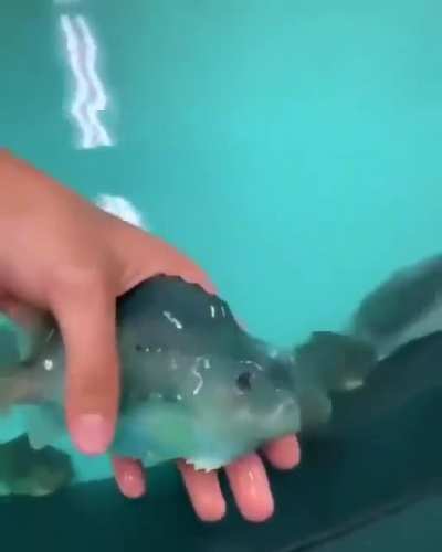 Fish Army