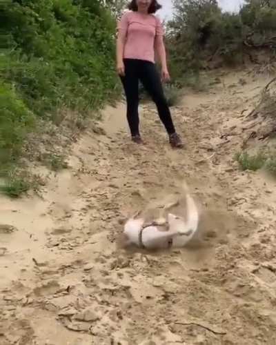 Sharkdog gettin&rsquo; dirty