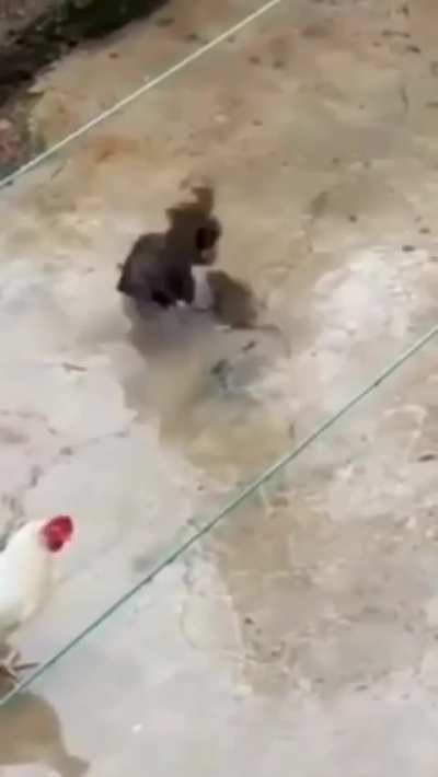 A rat enters the wrong coop&mdash;two chickens chase, peck, and defeat it in a surprising show of dominance."